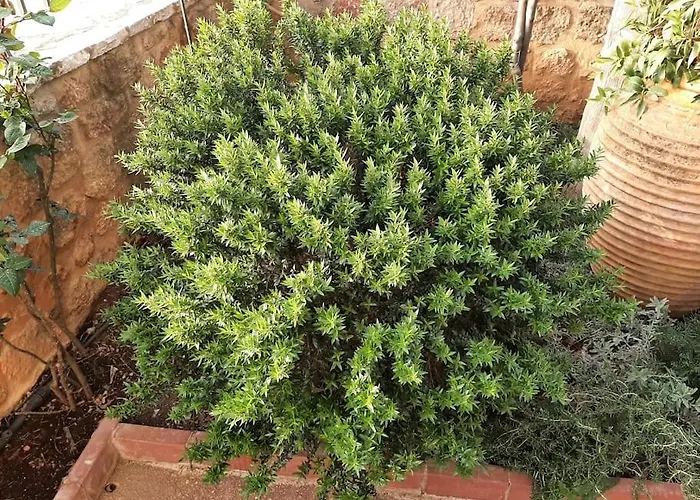 Yannis Leonidas Διαμέρισμα